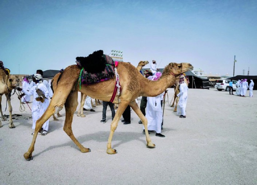 بطولة القلايل