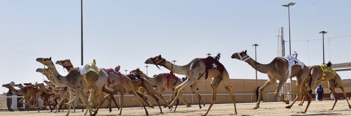 انطلاق مهرجان كأس آسيا للهجن اليوم 