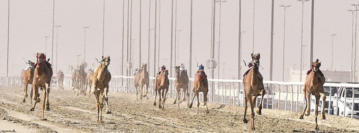 مهرجان تحدي قطر مسك ختام موسم الهجن 