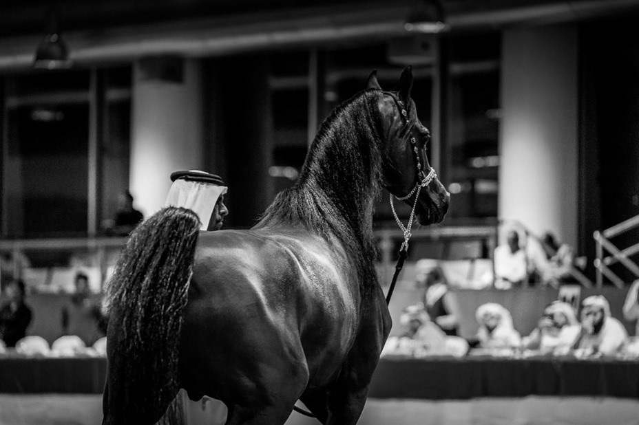 Al Shaqab