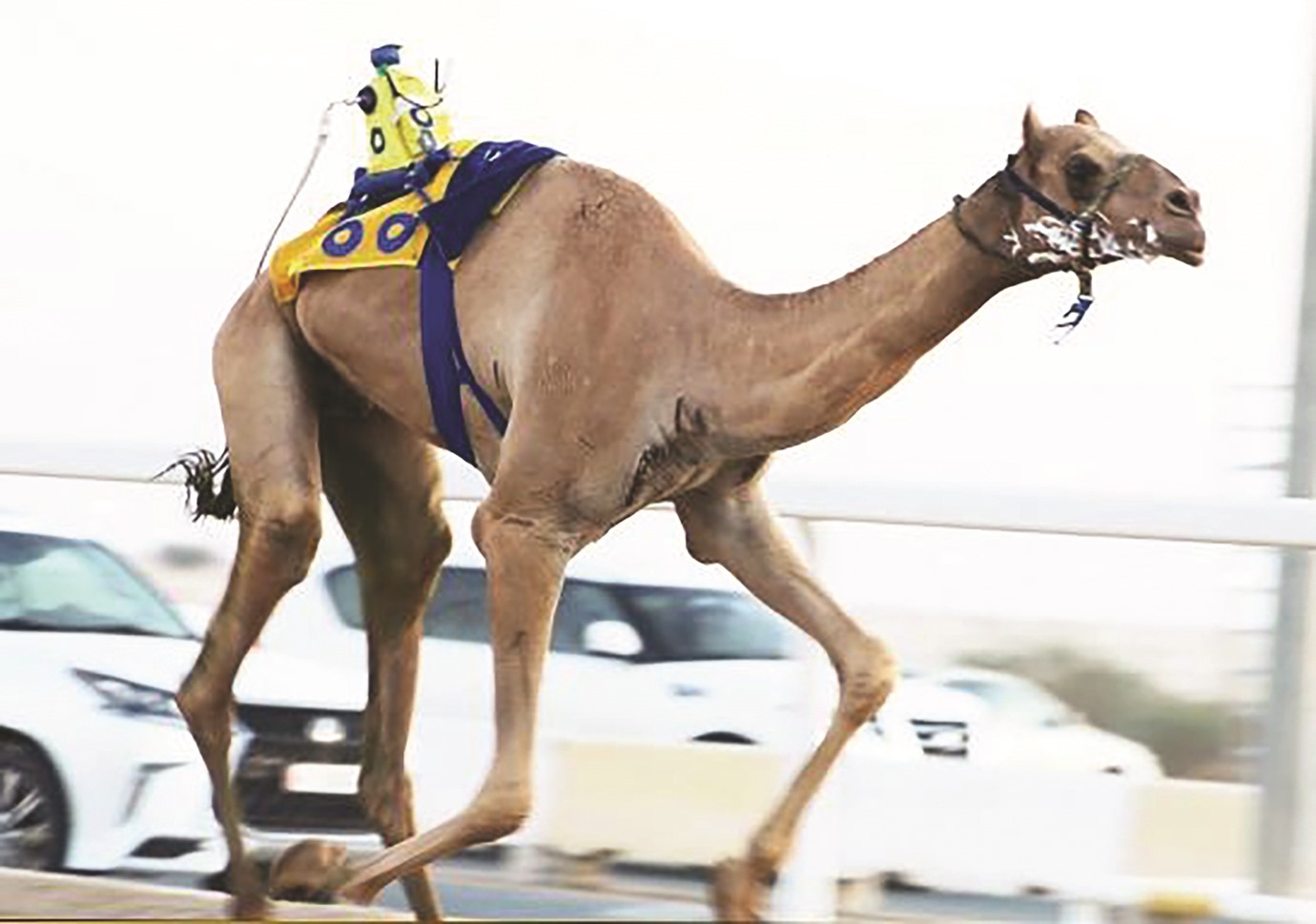&laquo;وهيلة&raquo; و&laquo;كلاس&raquo; يحققان ناموسي اللقايا في &laquo;المحلي الأول&raquo;