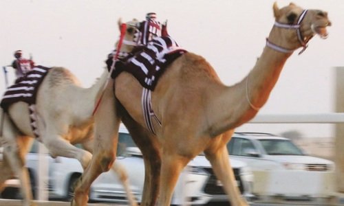 تألق هجن إنتاج أم الزبار 