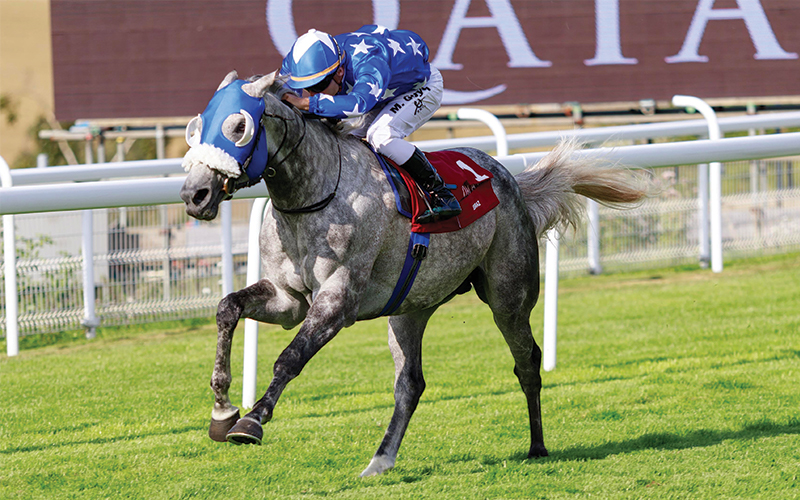 Quality horses entered in Qatar Arabian World Cup