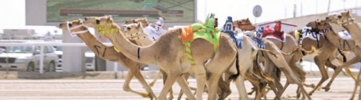 انطلاق منافسات السباق الثالث للهجن اليوم