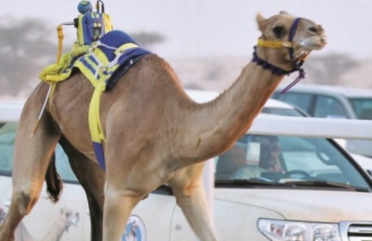 الشيحانية تسيطر على نواميس الحيل والزمول