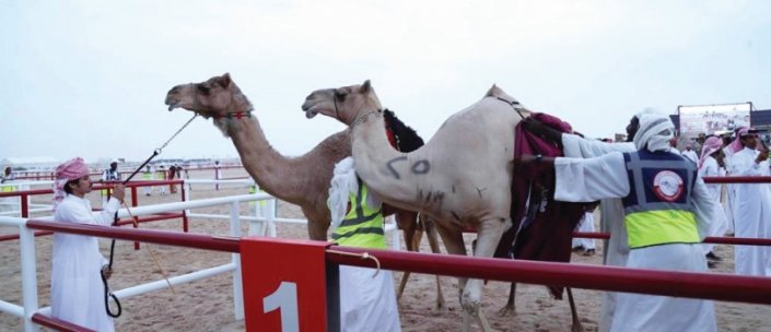 مهرجان قطر الـ 15 للأصايل 