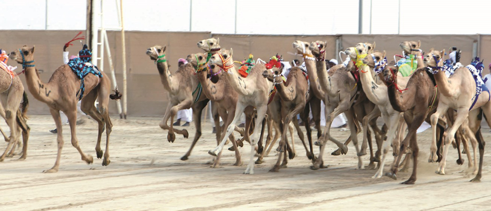 سباق الهجن