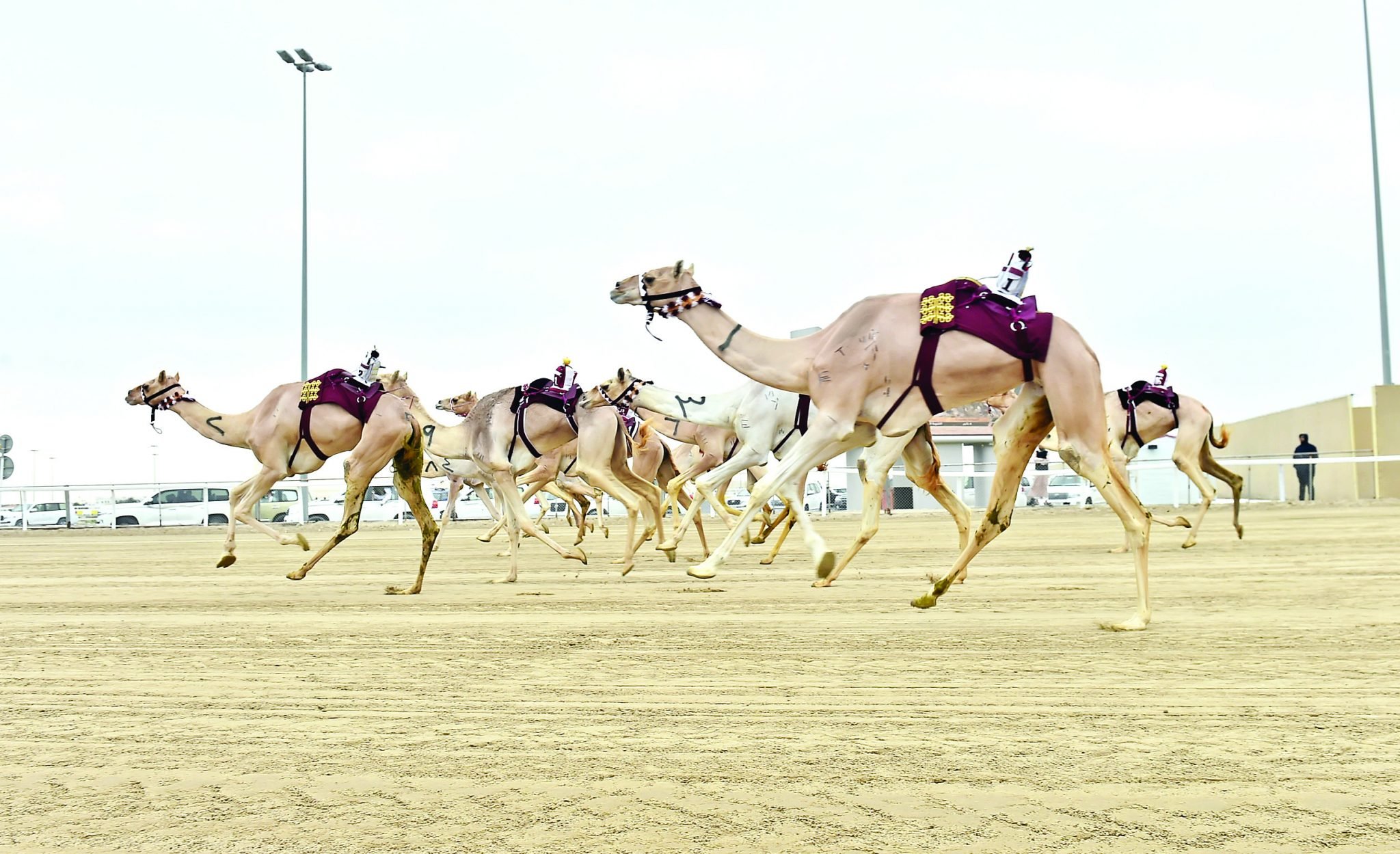  الهجن العربية الأصيلة