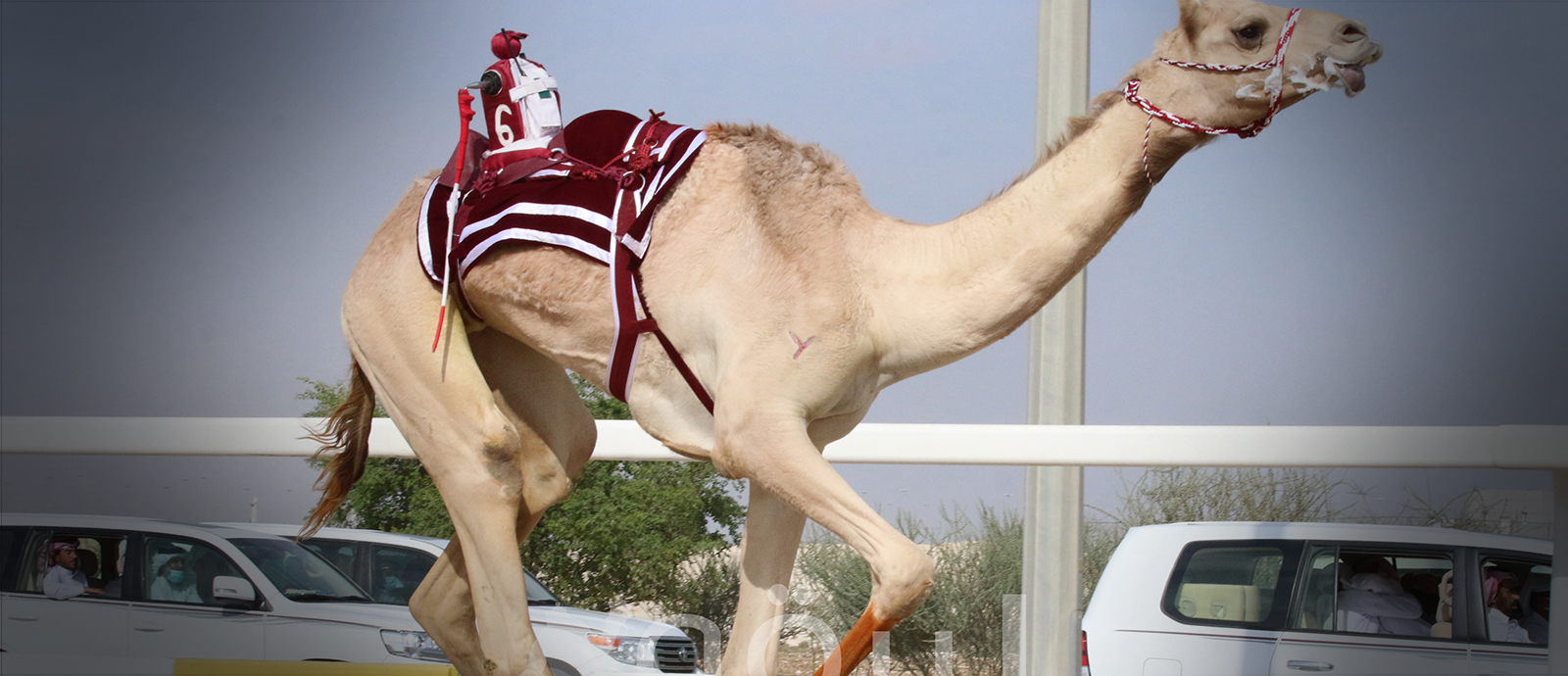 Founder Camel Festival