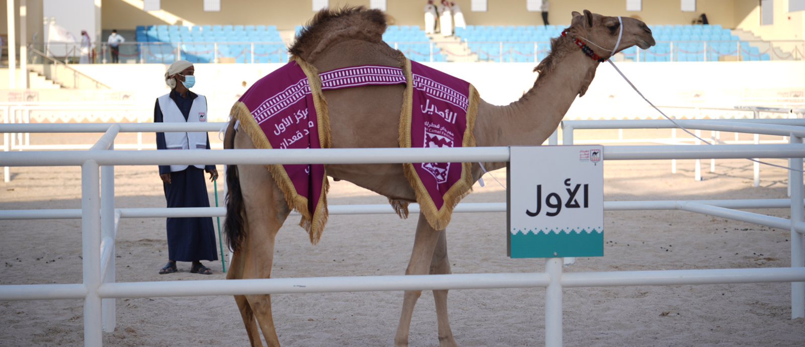  مهرجان قطر للإبل 