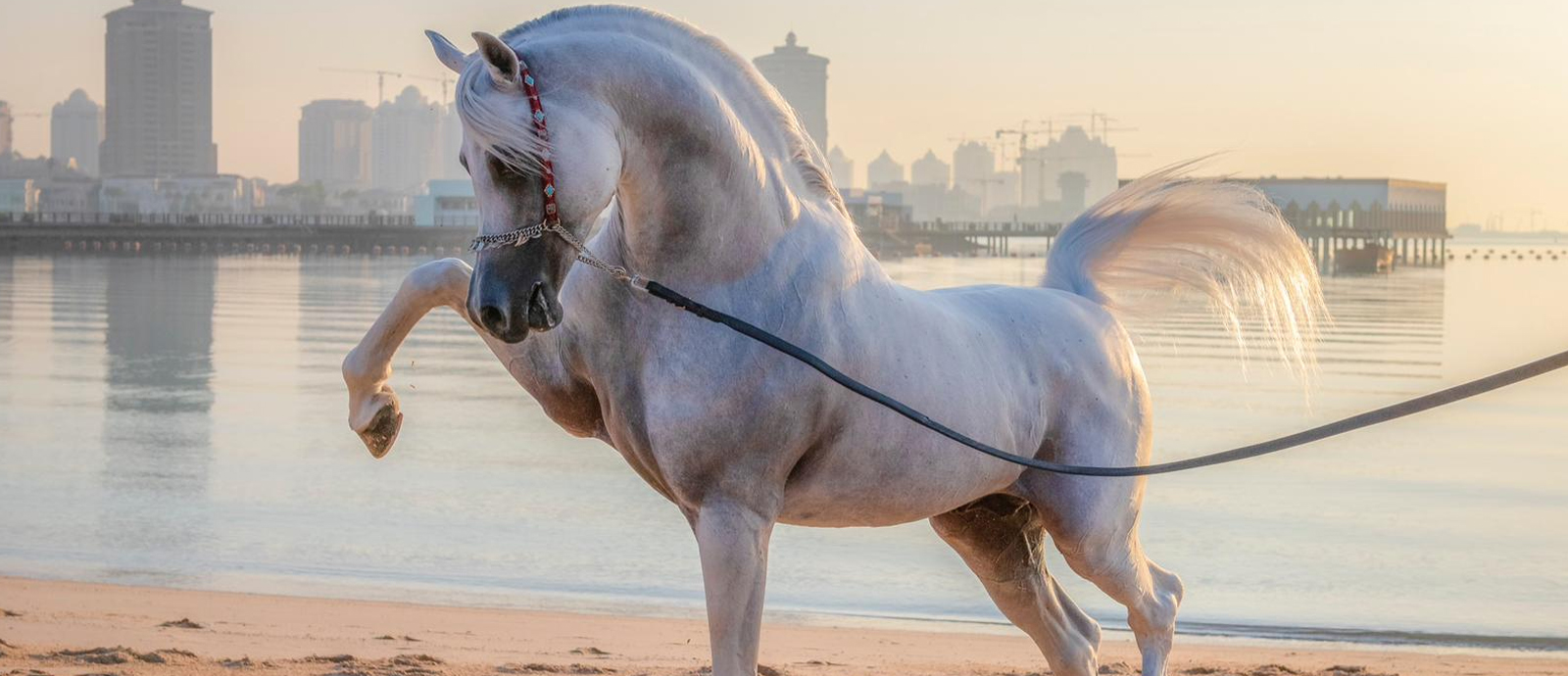  Katara International Arabian Horse Festival