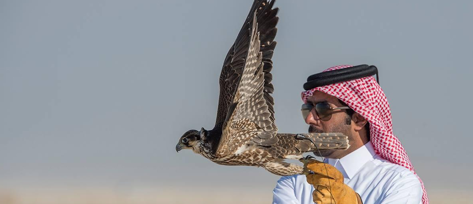 مهرجان قطر الدولي للصقور والصيد