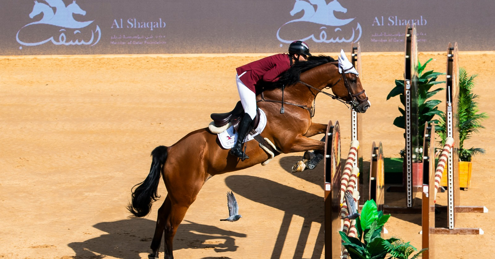 اللجنة المنظمة لجولات الدوحة للفروسية تعلن استئناف الجولات المتبقية من البطولة